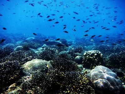 Specialist partnerships between corals and symbiotic algae dominate reefs in the southern Arabian Gulf